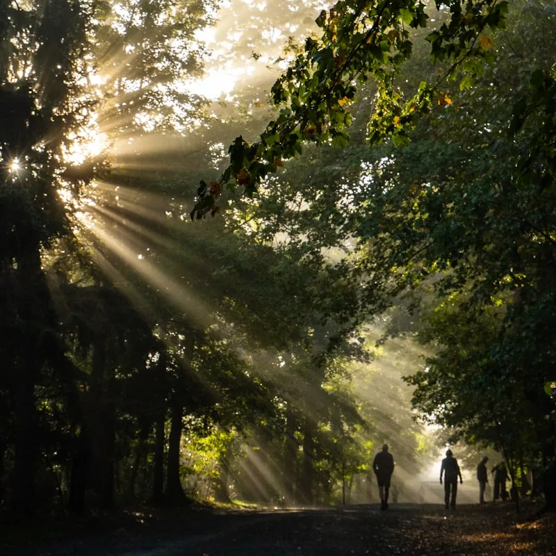 Un sentier de forêt traversé par des rayons de lumière